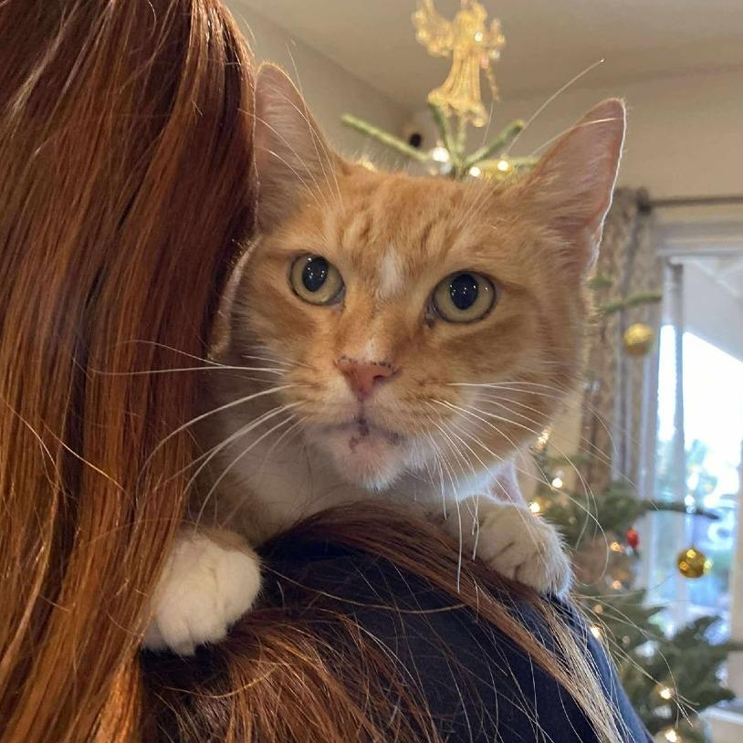 Enlarge Snickers, a Adoptable Domestic Short Hair in Ramona, CA image 6/6