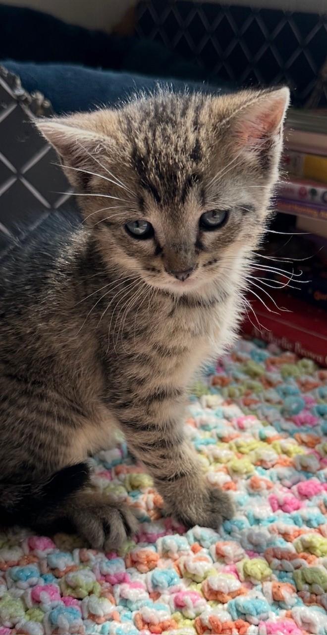 Enlarge Orin, a Adoptable Domestic Short Hair in Hawthorne, NJ image 1/1