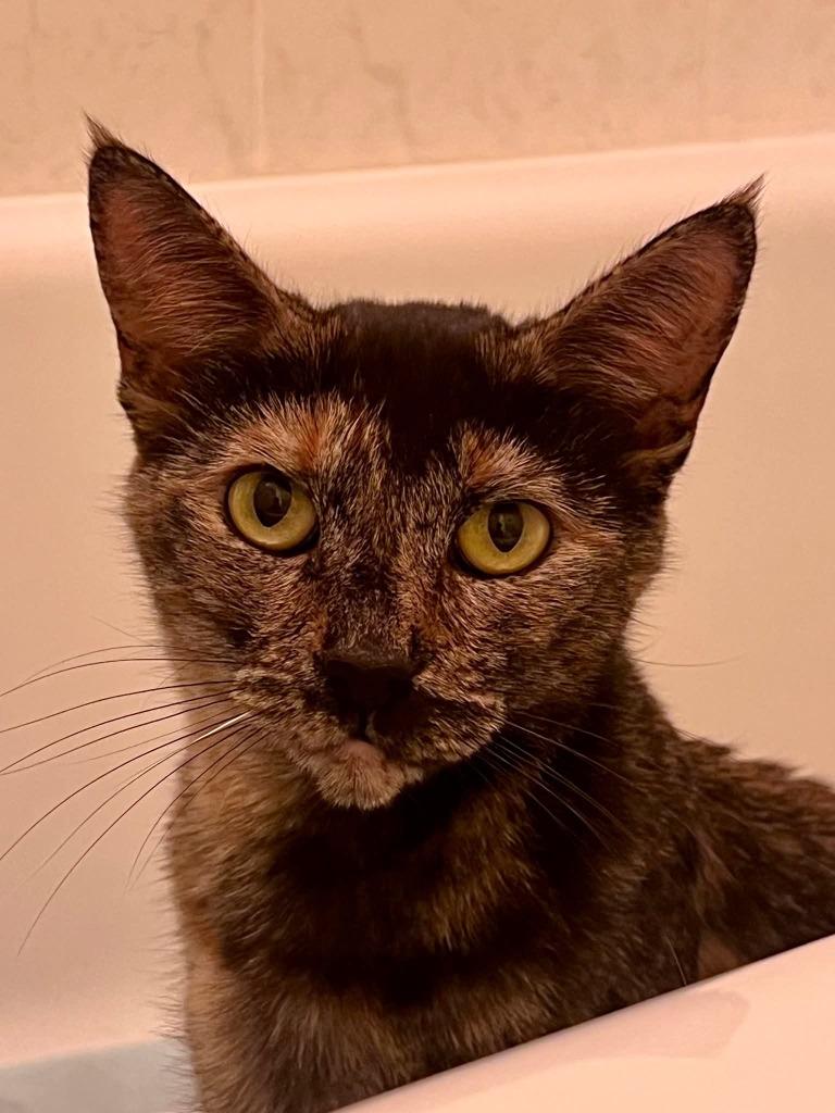 Arizona, Adoptable, Young Female Domestic Short Hair.
