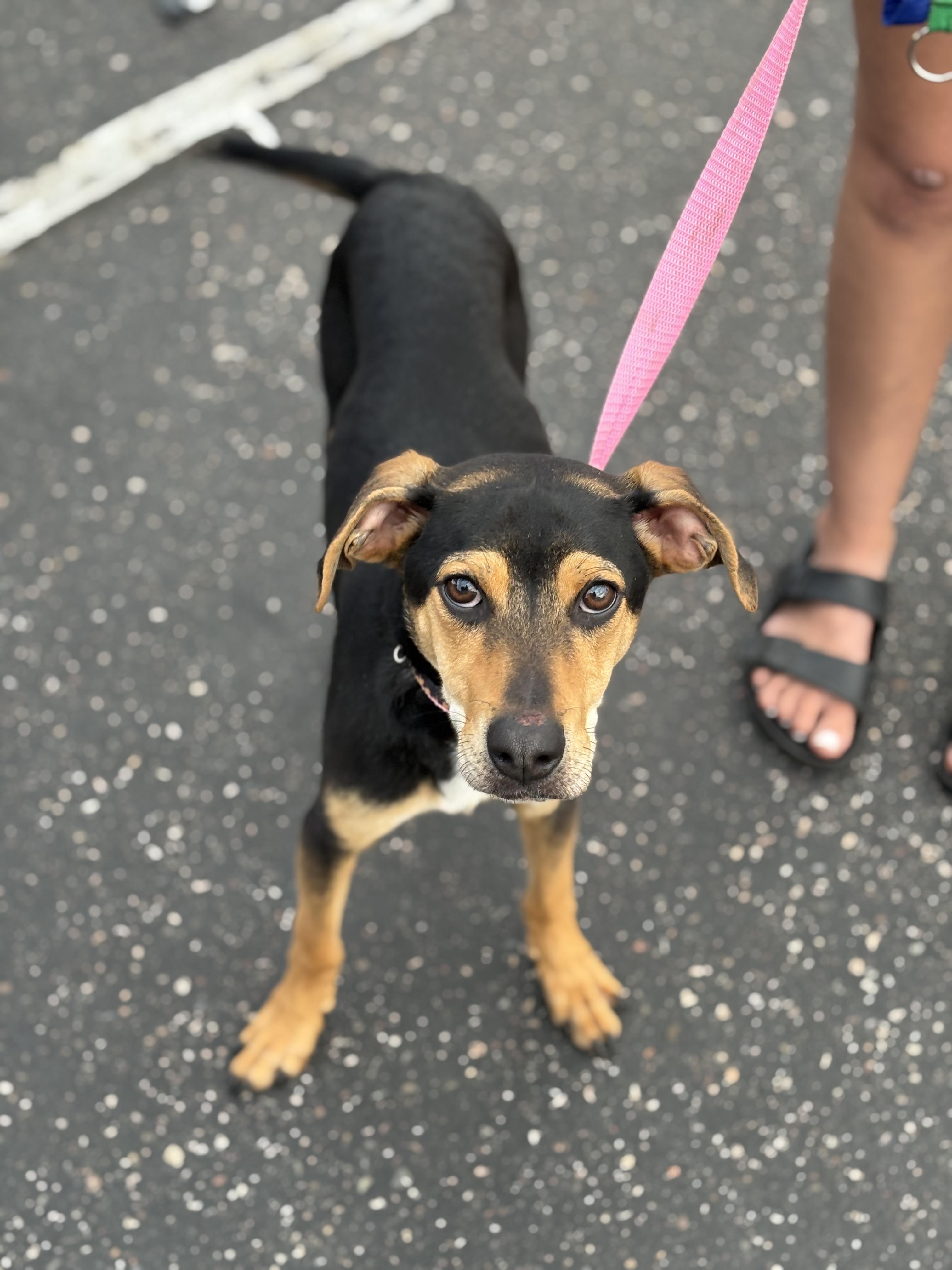 Voodoo, an adoptable Pit Bull Terrier in Zimmerman, MN, 55398 | Photo Image 3