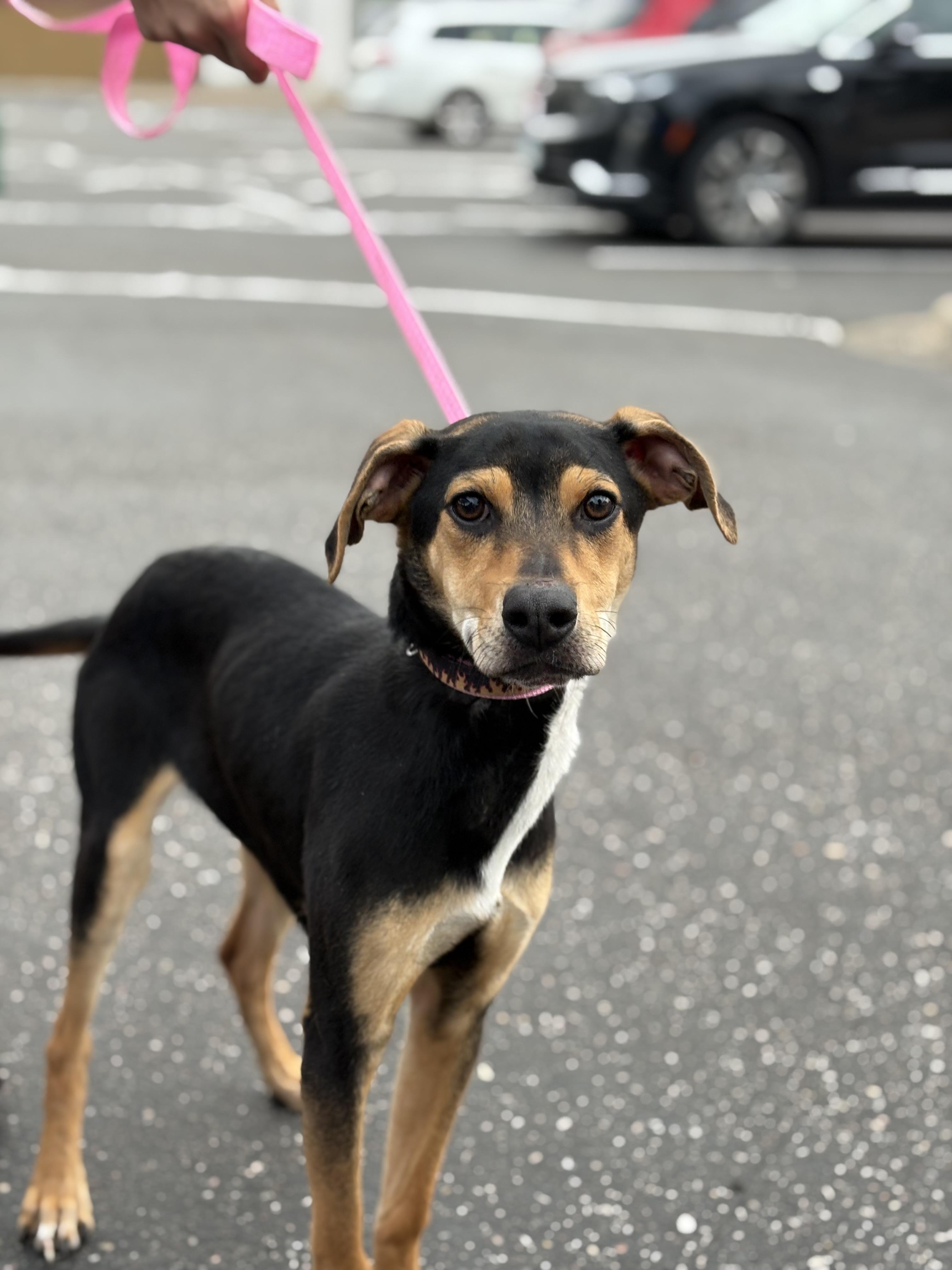 Voodoo, an adoptable Pit Bull Terrier in Zimmerman, MN, 55398 | Photo Image 1