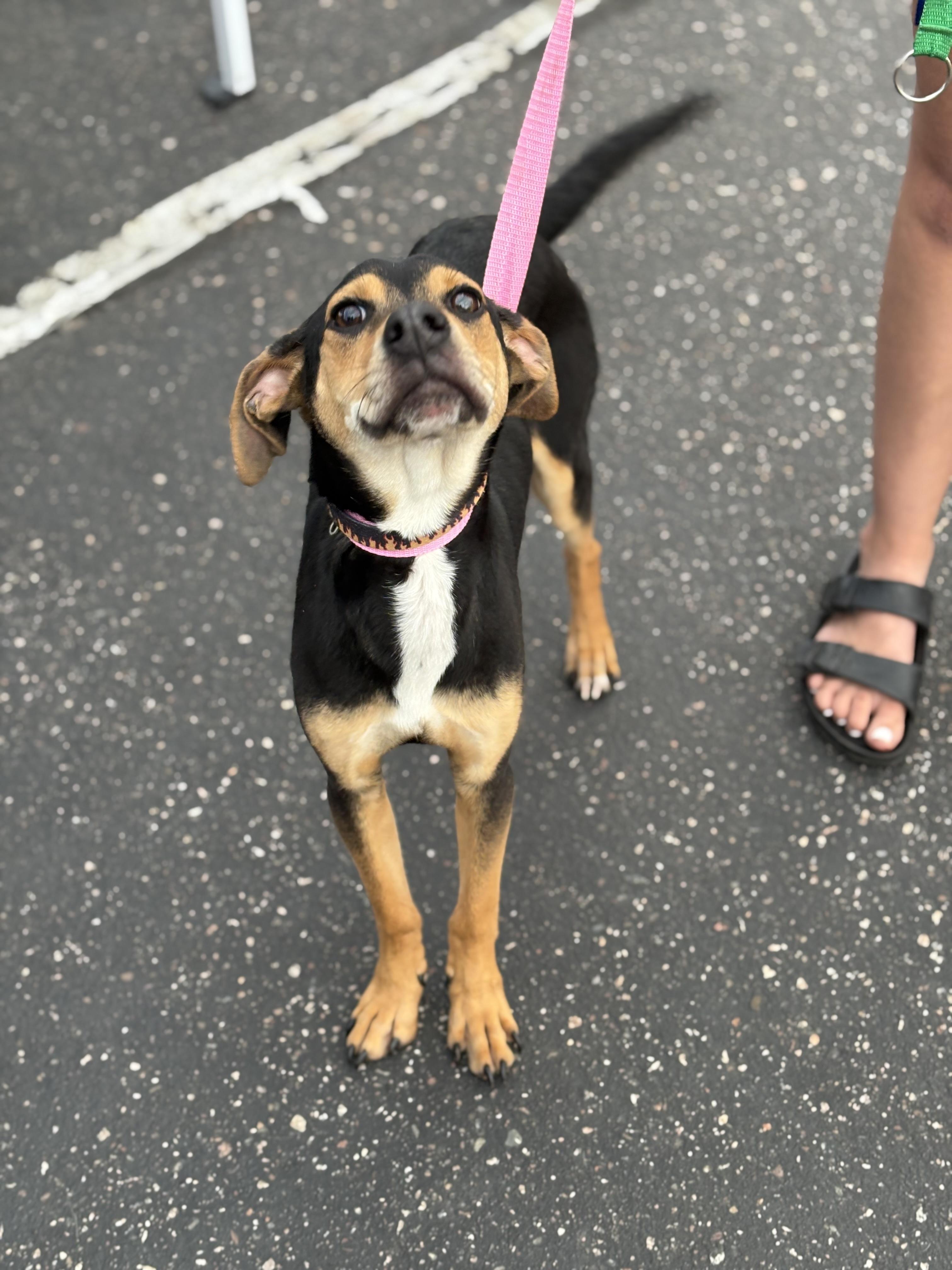 Voodoo, an adoptable Pit Bull Terrier in Zimmerman, MN, 55398 | Photo Image 2