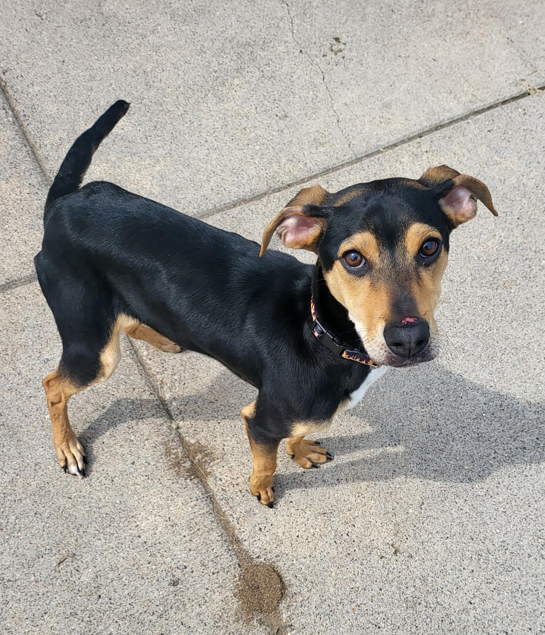 Voodoo, an adoptable Pit Bull Terrier in Zimmerman, MN, 55398 | Photo Image 4
