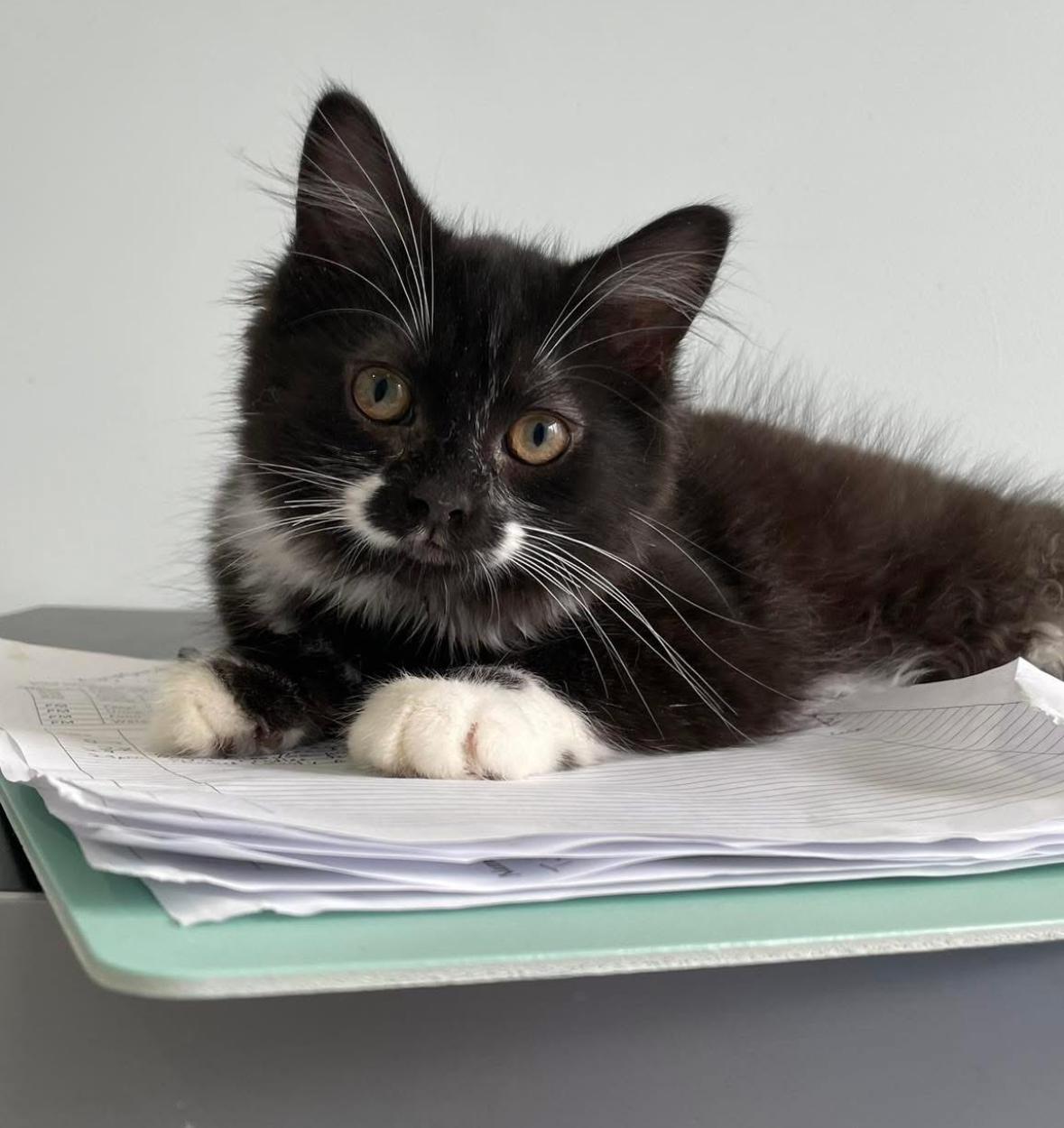 Tully & Tilly, an adoptable Domestic Long Hair in Courtenay, BC, V9N 7T4 | Photo Image 1