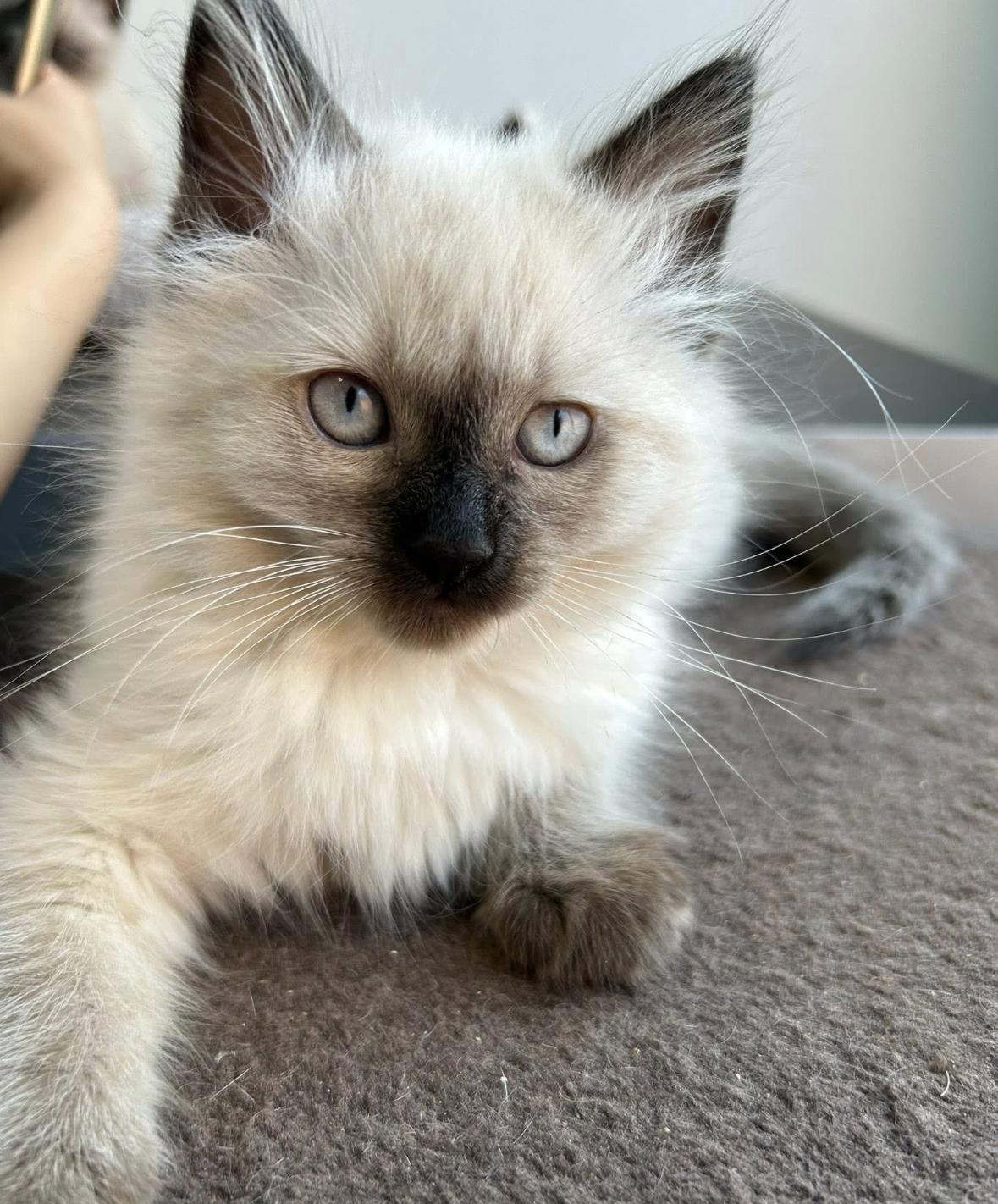 Tully & Tilly, an adoptable Domestic Long Hair in Courtenay, BC, V9N 7T4 | Photo Image 4