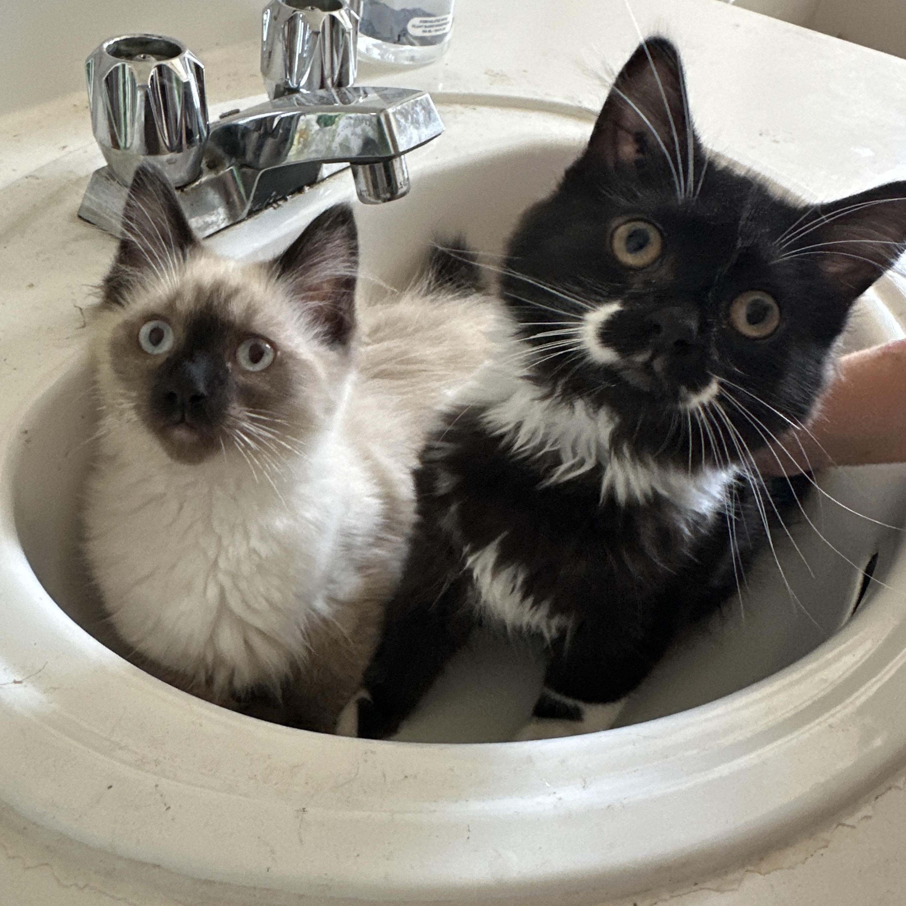 Tully & Tilly, an adoptable Domestic Long Hair in Courtenay, BC, V9N 7T4 | Photo Image 3
