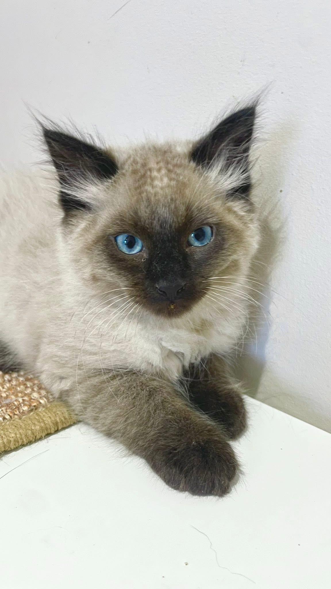 Tully & Tilly, an adoptable Domestic Long Hair in Courtenay, BC, V9N 7T4 | Photo Image 2