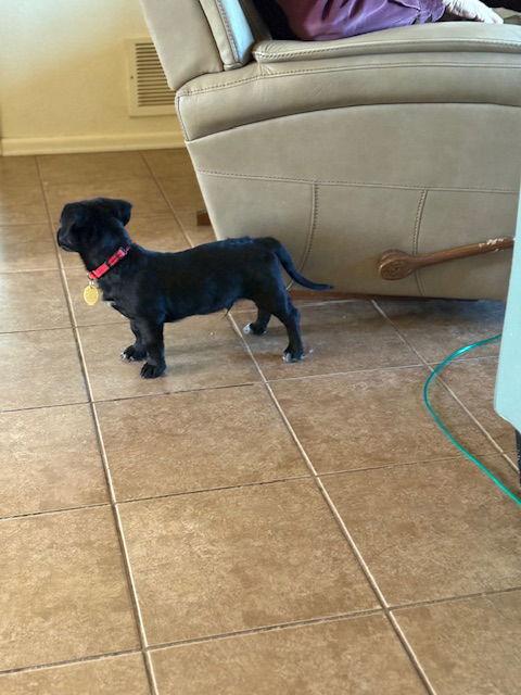 Scooby, Adoptable, Puppy Male Labrador Retriever & Dachshund.