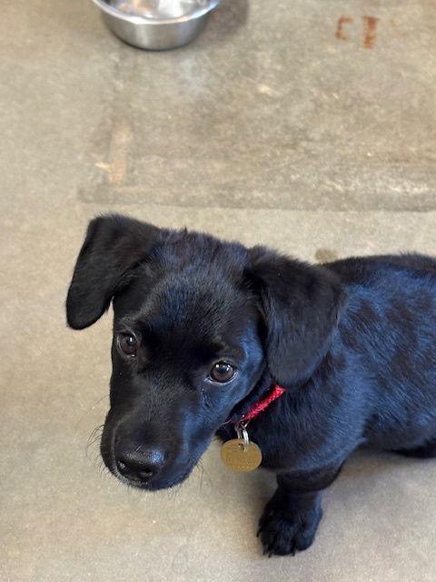 Scooby, a Adoptable mixed breed in Pueblo West, CO image 2/3