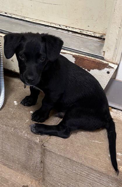Scooby, a Adoptable mixed breed in Pueblo West, CO image 3/3
