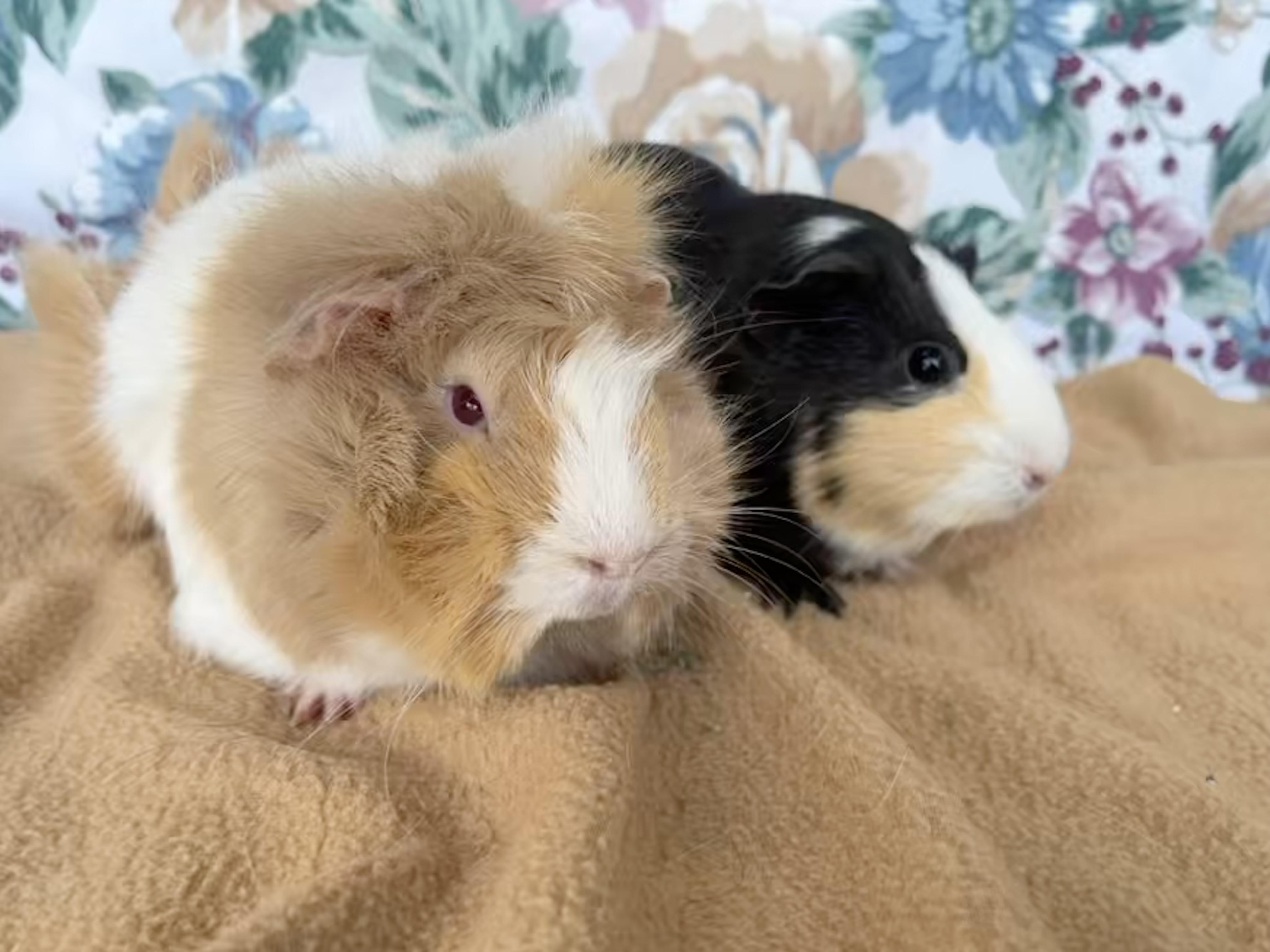 Edith and Elizabeth, Adult Female unknown