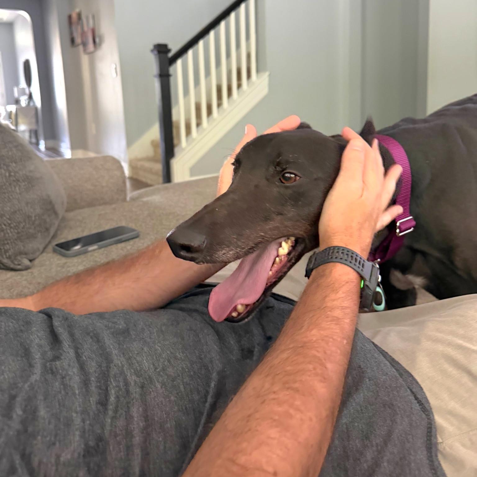 FF Drunken Clam, Adopted, Adult Male Greyhound.
