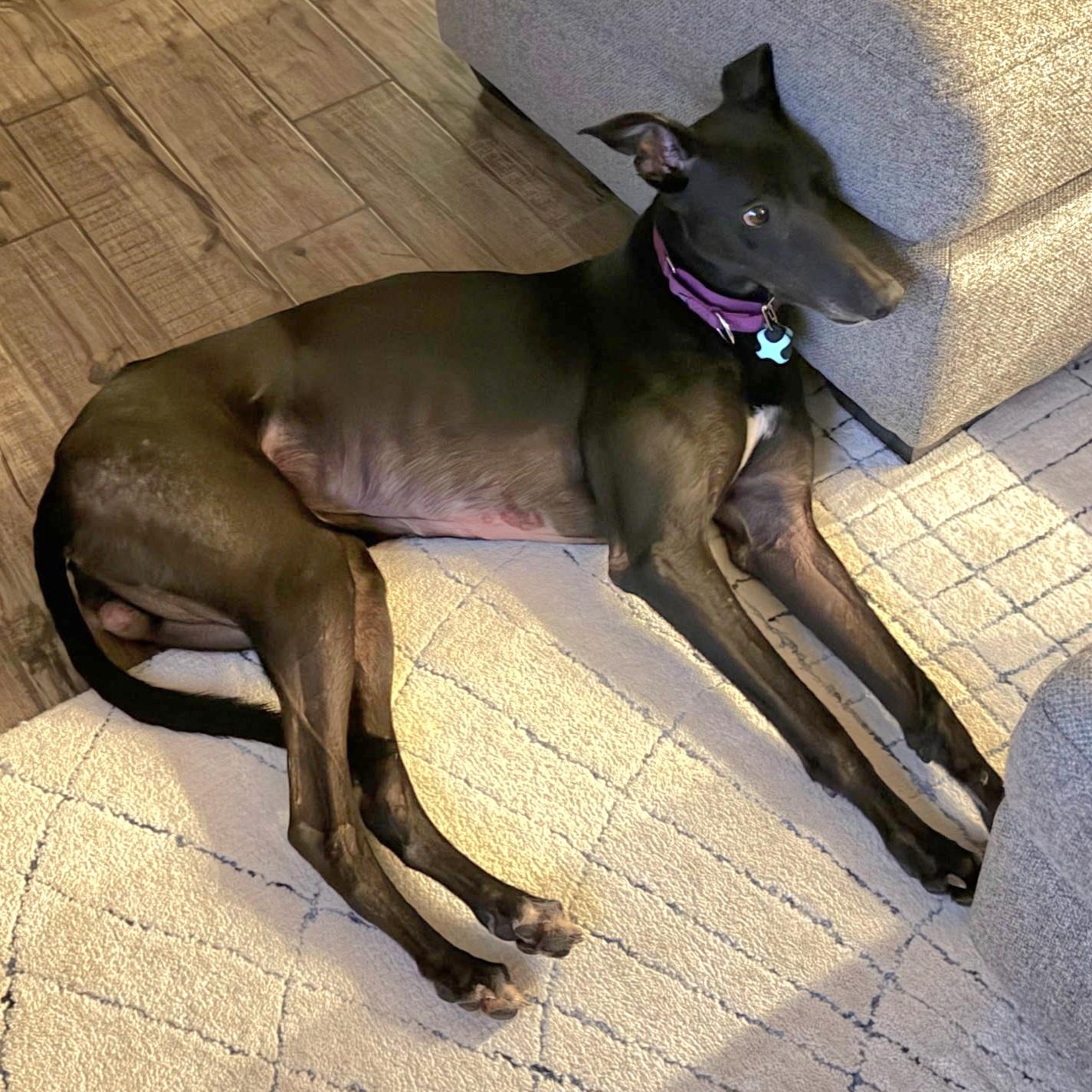 Enlarge FF Drunken Clam, a Adopted Greyhound in Tarpon Springs, FL image 2/6