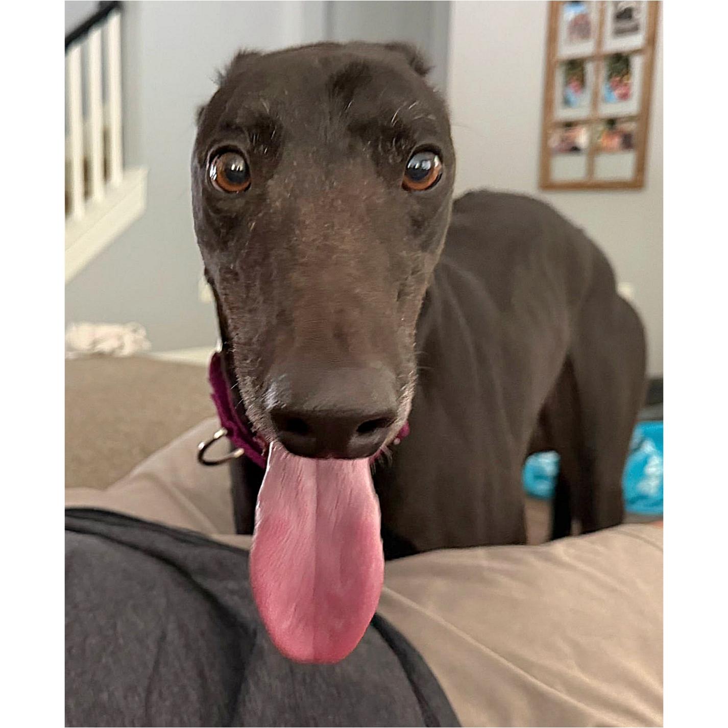 Enlarge FF Drunken Clam, a Adopted Greyhound in Tarpon Springs, FL image 3/6