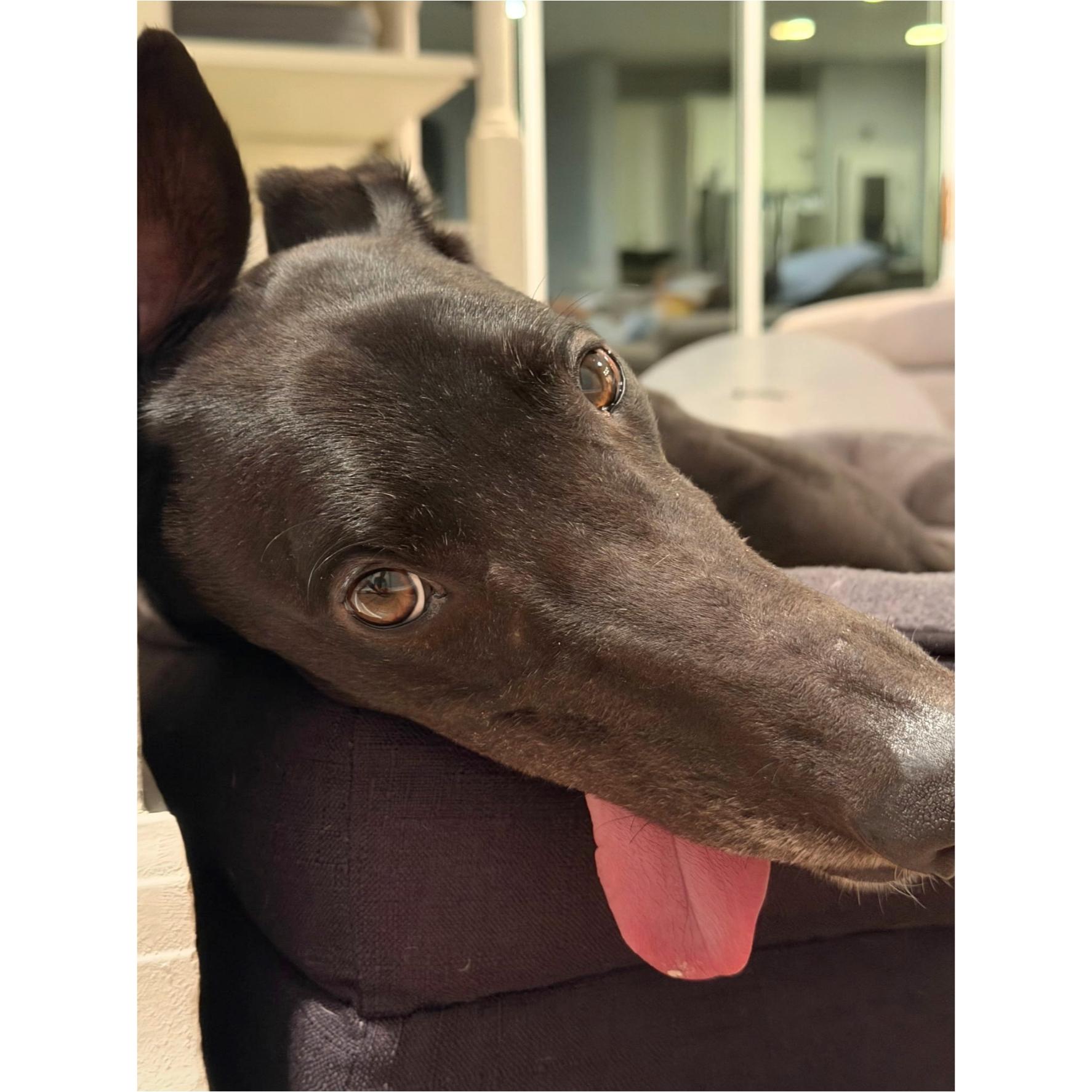 Enlarge FF Drunken Clam, a Adopted Greyhound in Tarpon Springs, FL image 4/6