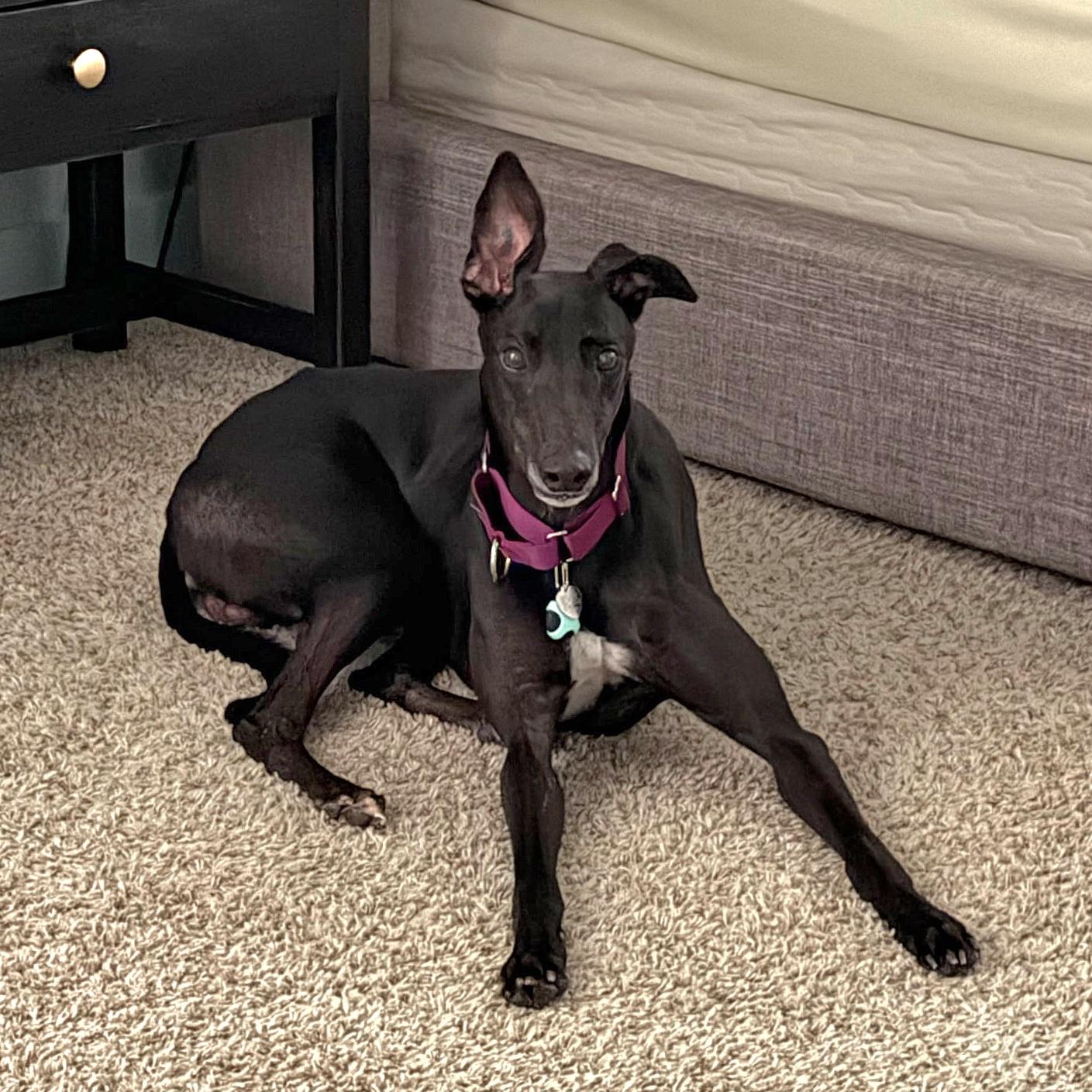 Enlarge FF Drunken Clam, a Adopted Greyhound in Tarpon Springs, FL image 5/6