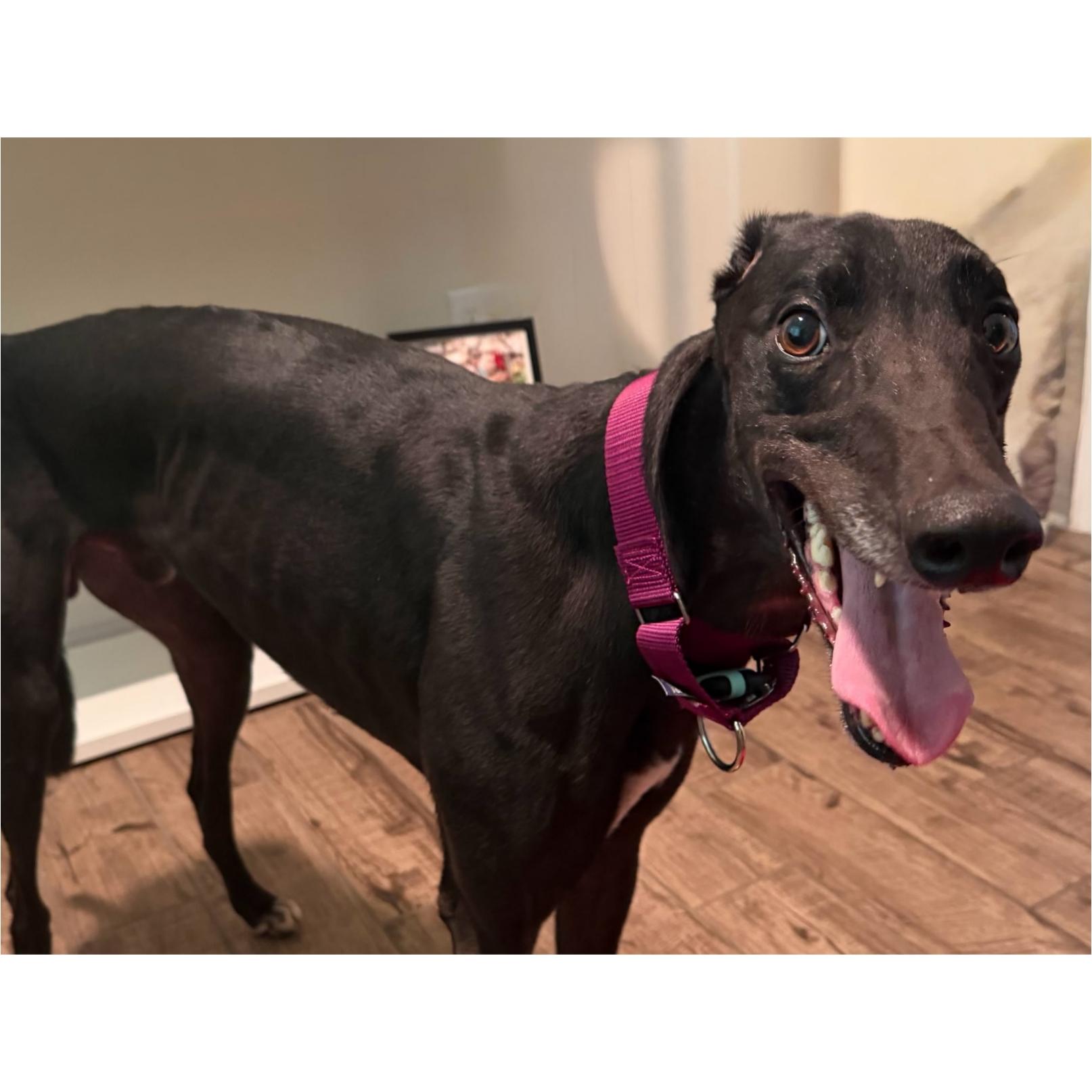 Enlarge FF Drunken Clam, a Adopted Greyhound in Tarpon Springs, FL image 6/6