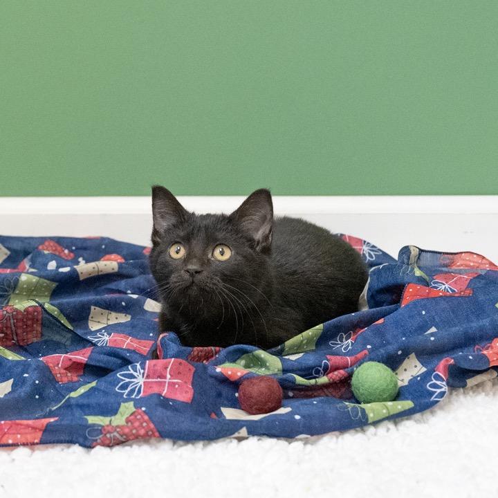 Brandy, Adoptable, Kitten Female Domestic Short Hair.