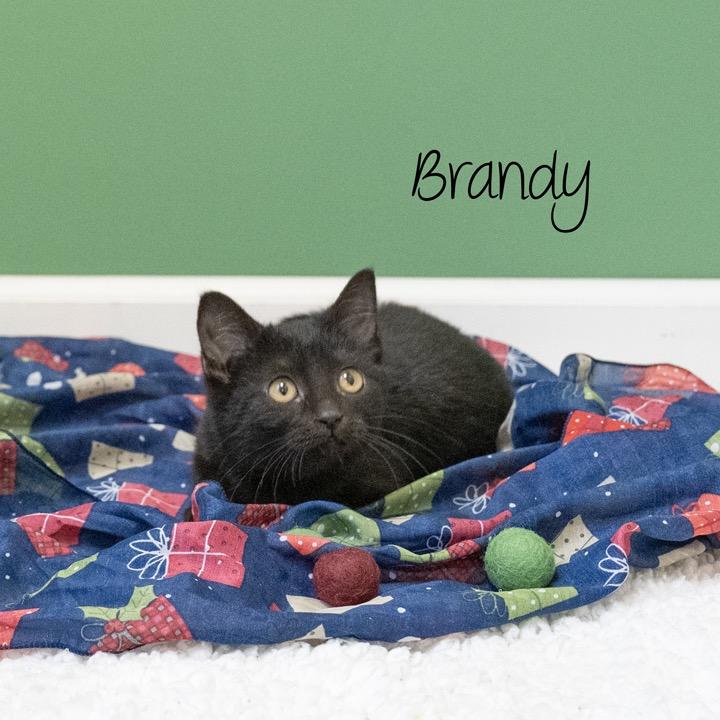 Brandy, a Adoptable Domestic Short Hair in Pekin, IL image 2/4