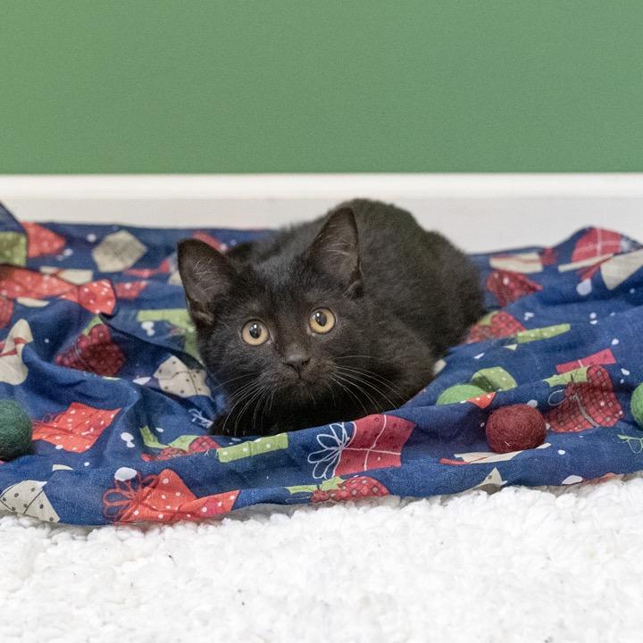 Brandy, a Adoptable Domestic Short Hair in Pekin, IL image 3/4