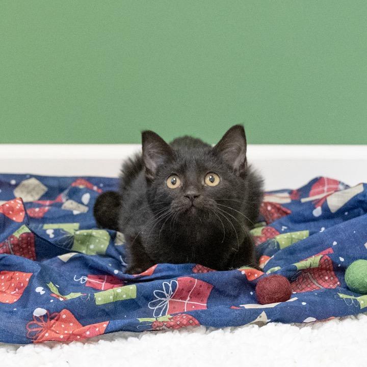 Brandy, a Adoptable Domestic Short Hair in Pekin, IL image 4/4