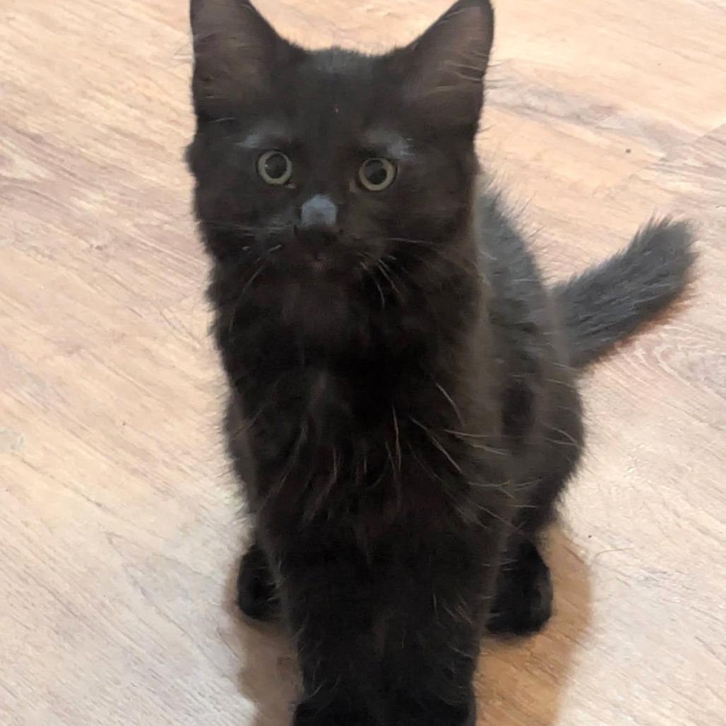 Enlarge Licorice, a Adoptable Domestic Medium Hair in FAIRWAY, KS image 1/3