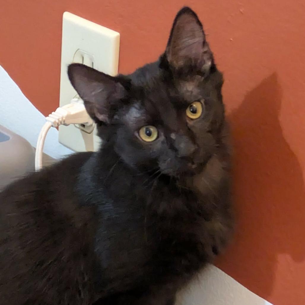 Enlarge Licorice, a Adoptable Domestic Medium Hair in FAIRWAY, KS image 2/3