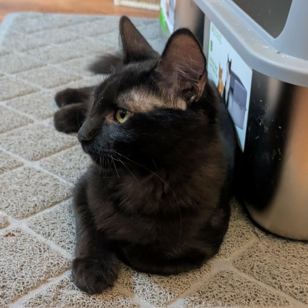Enlarge Licorice, a Adoptable Domestic Medium Hair in FAIRWAY, KS image 3/3