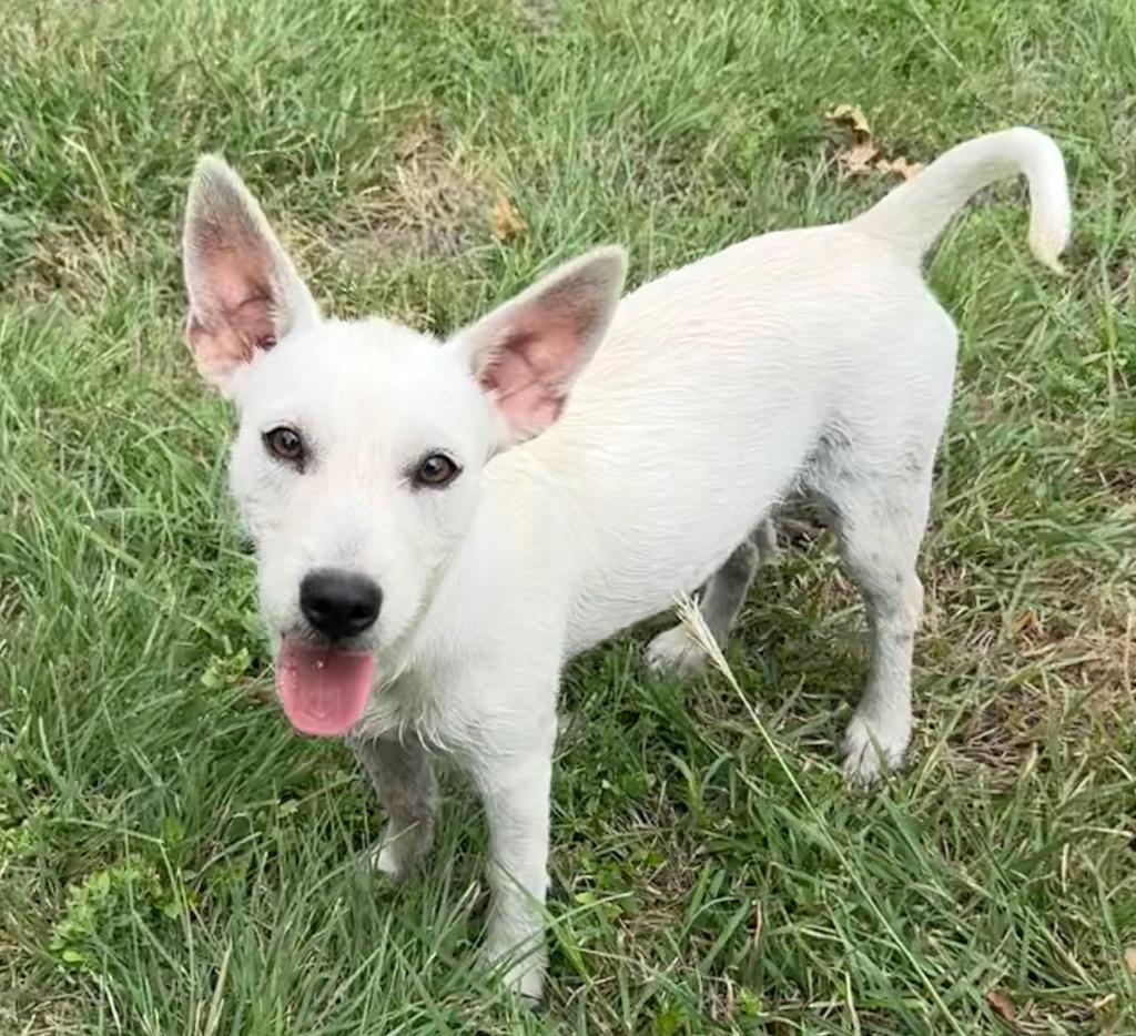 Enlarge Dolly, a Adoptable mixed breed in Junction, TX image 1/3