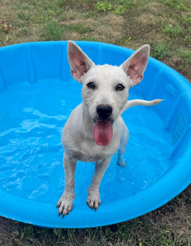 Enlarge Dolly, a Adoptable mixed breed in Junction, TX image 2/3
