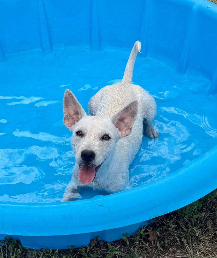Enlarge Dolly, a Adoptable mixed breed in Junction, TX image 3/3