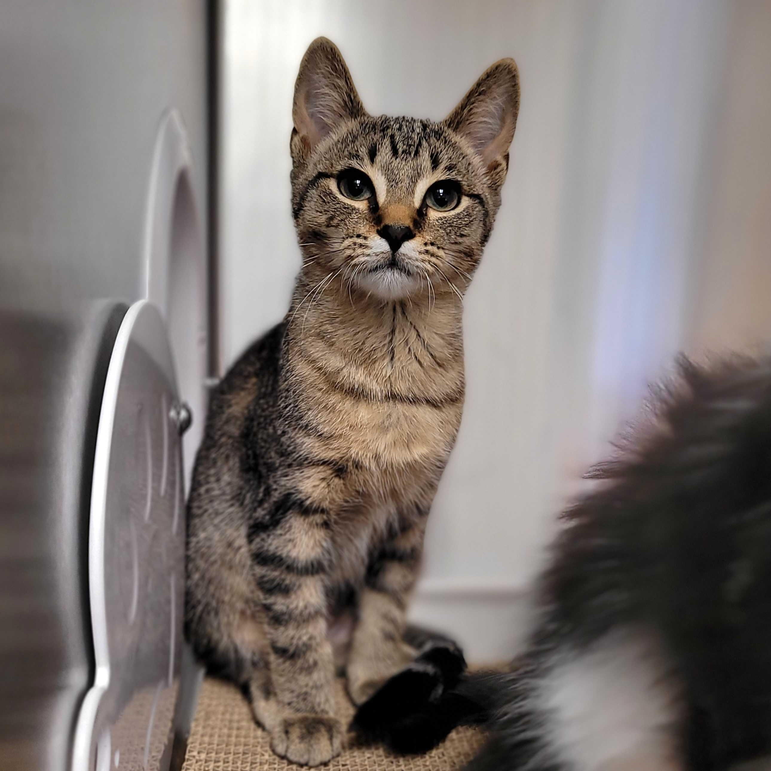 Christine (IN TRIAL ADOPTION)
