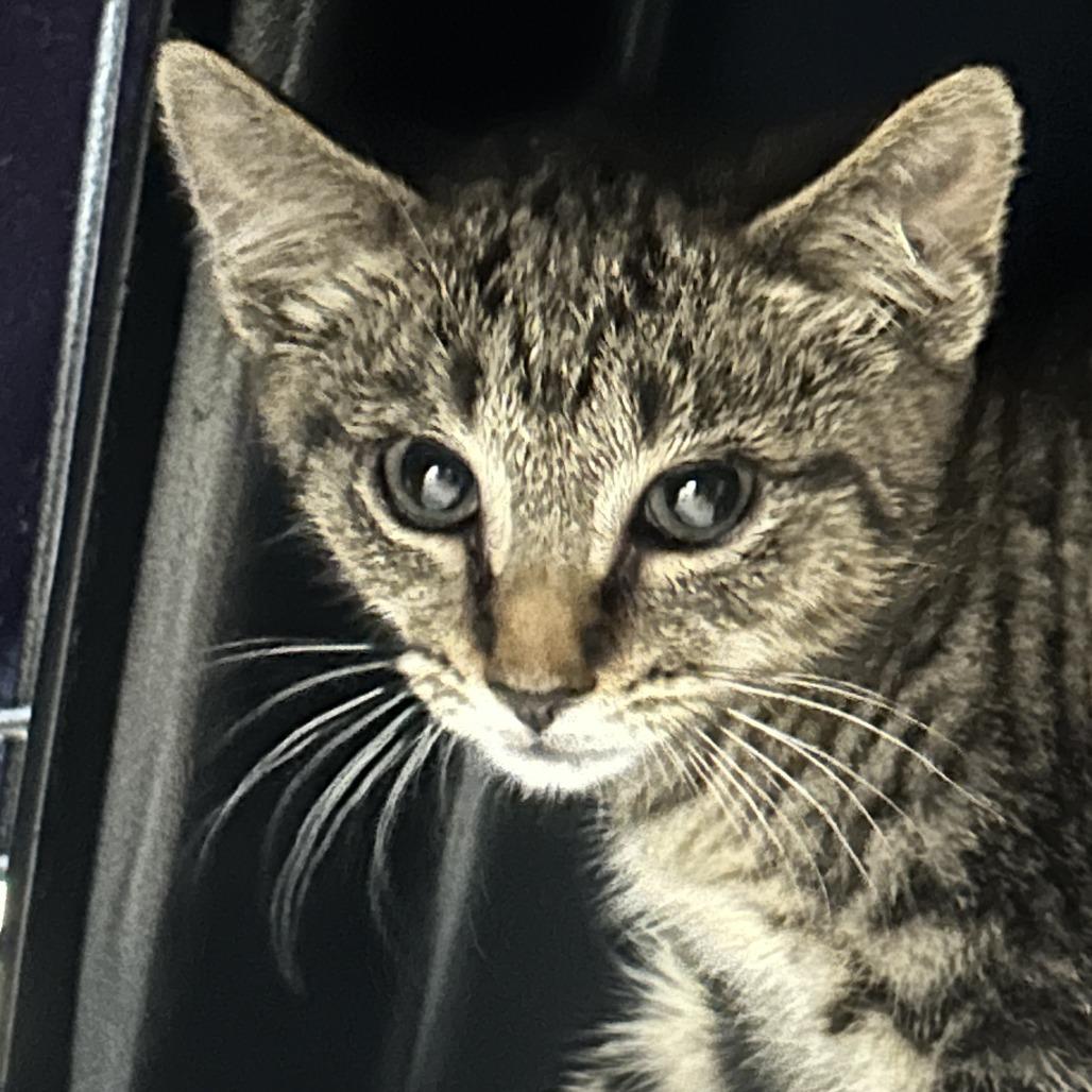 Christine (IN TRIAL ADOPTION)