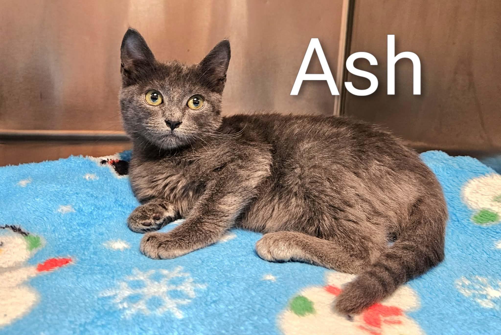 Ash, ADOPTABLE, Young Male Domestic Short Hair.