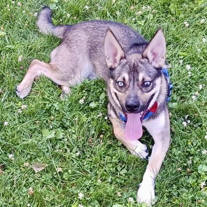 Gonzo, Adoptable, Young Male Mixed Breed & Mixed Breed.