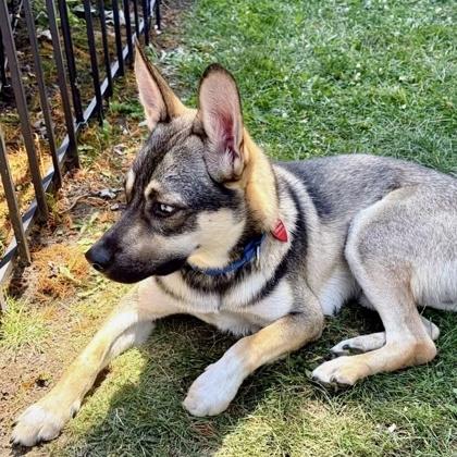Gonzo, Adoptable, Young Male Mixed Breed & Mixed Breed.