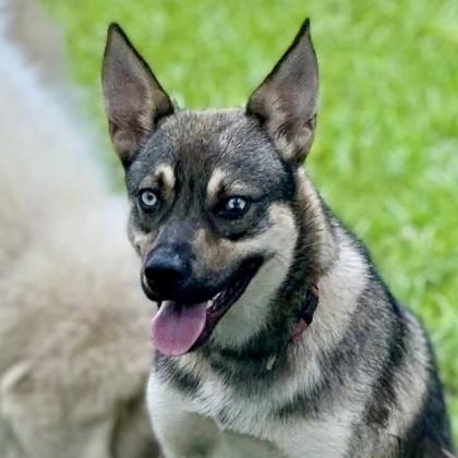 Enlarge Gonzo, a Adoptable mixed breed in Elk Grove Village, IL image 3/3