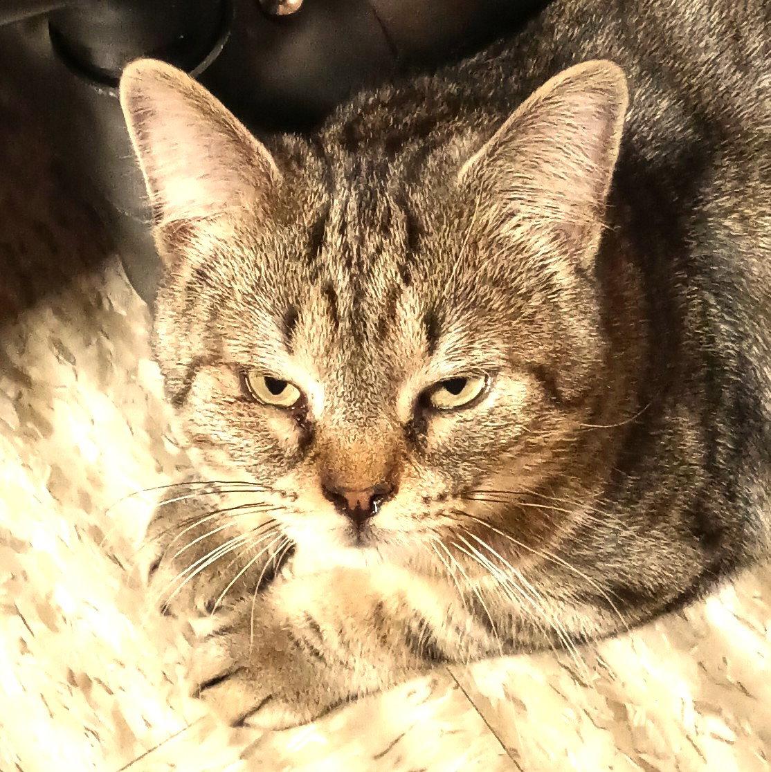 Winston & Puck *BONDED* — thumbnail 2