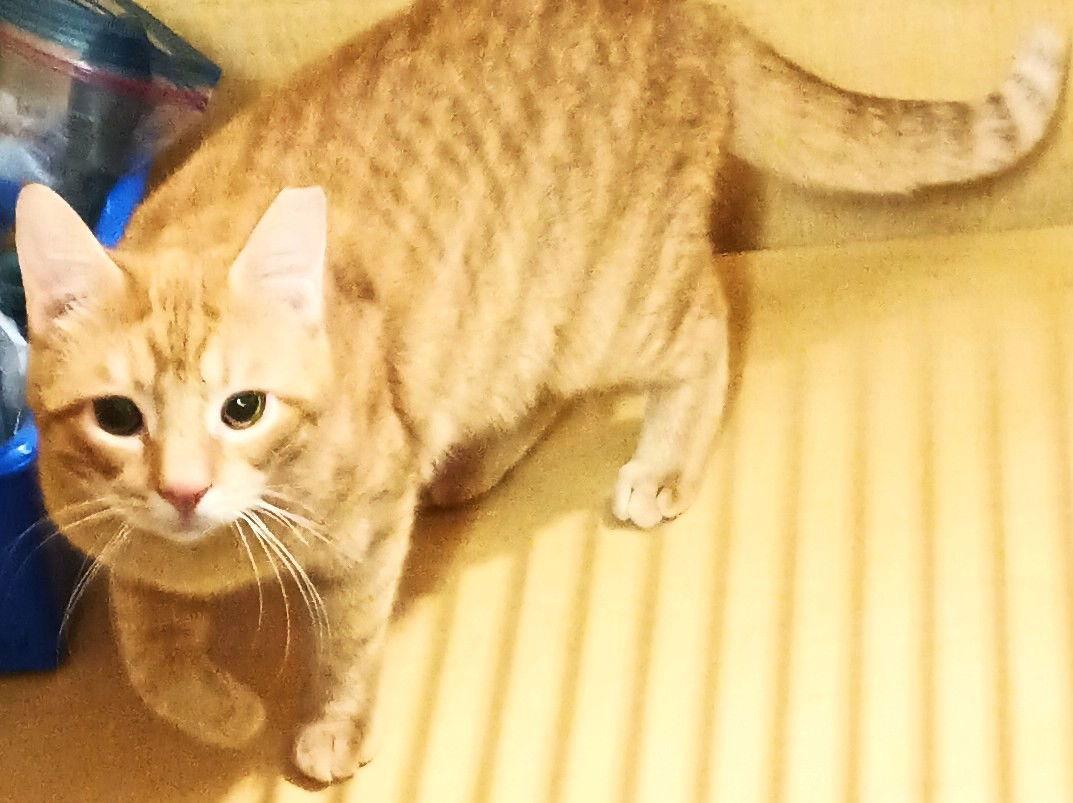 Winston & Puck *BONDED* — thumbnail 3