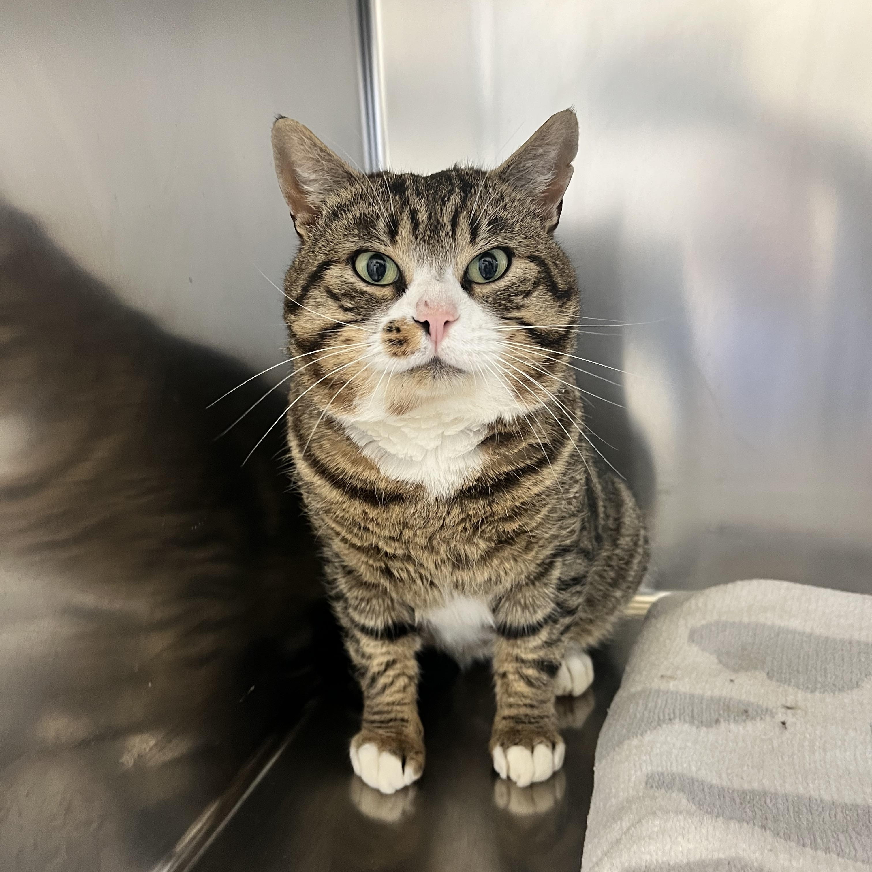 Corey, an adopted Domestic Short Hair in St Stephen, NB image 1/3