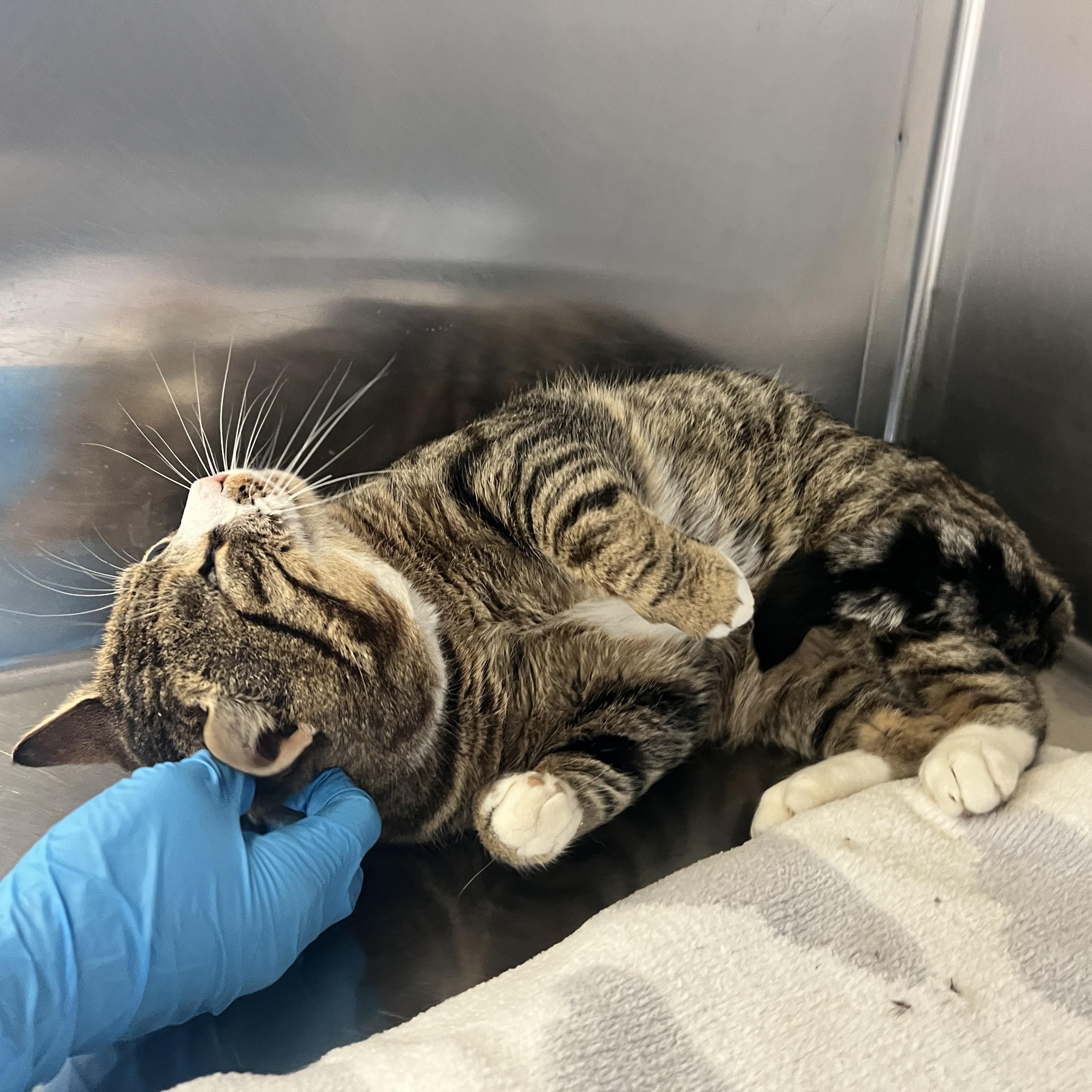 Corey, an adopted Domestic Short Hair in St Stephen, NB image 2/3