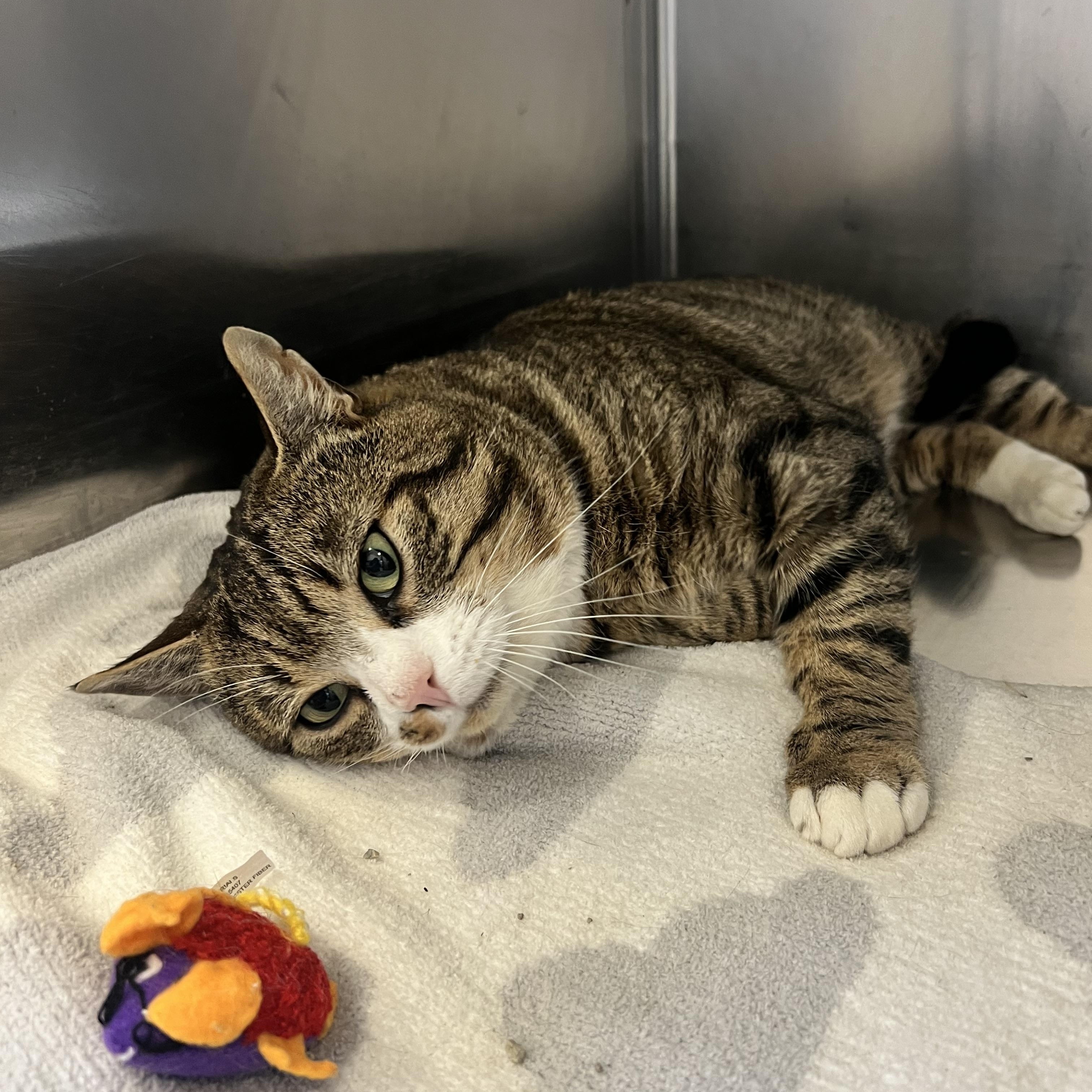 Corey, an adopted Domestic Short Hair in St Stephen, NB image 3/3