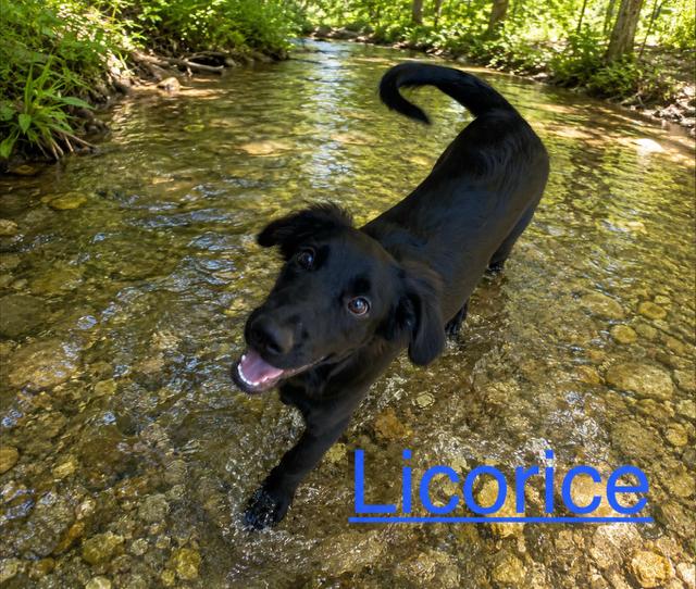 Enlarge Licorice, a Adopted mixed breed in Zimmerman, MN image 2/2