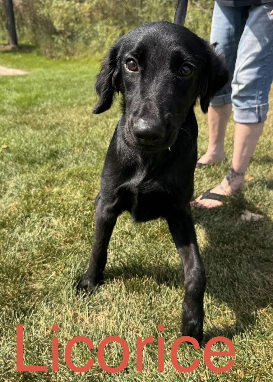 Enlarge Licorice, a Adopted mixed breed in Zimmerman, MN image 1/2
