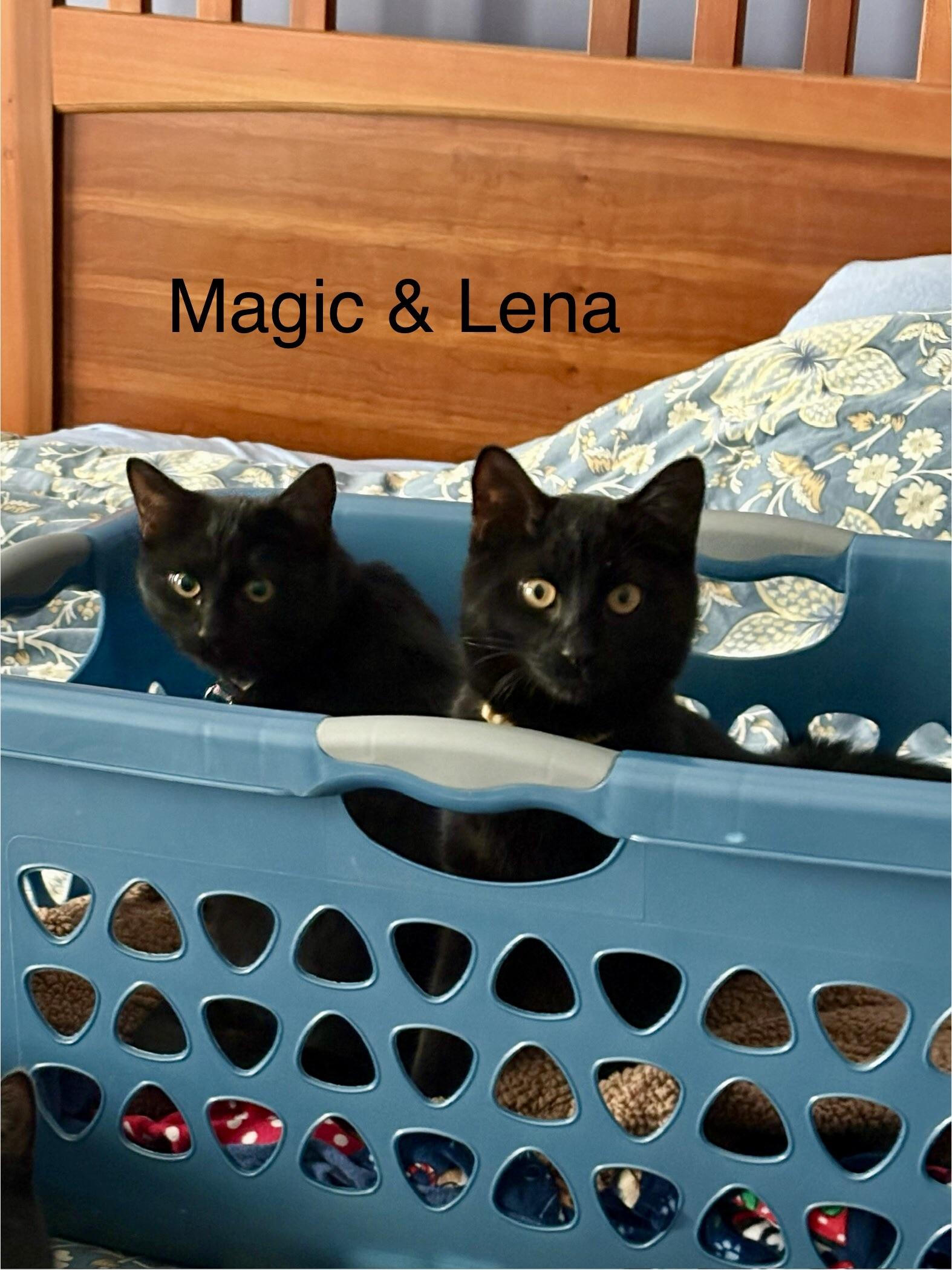 Magic, an adopted mixed breed in Mayfield, NY image 3/3