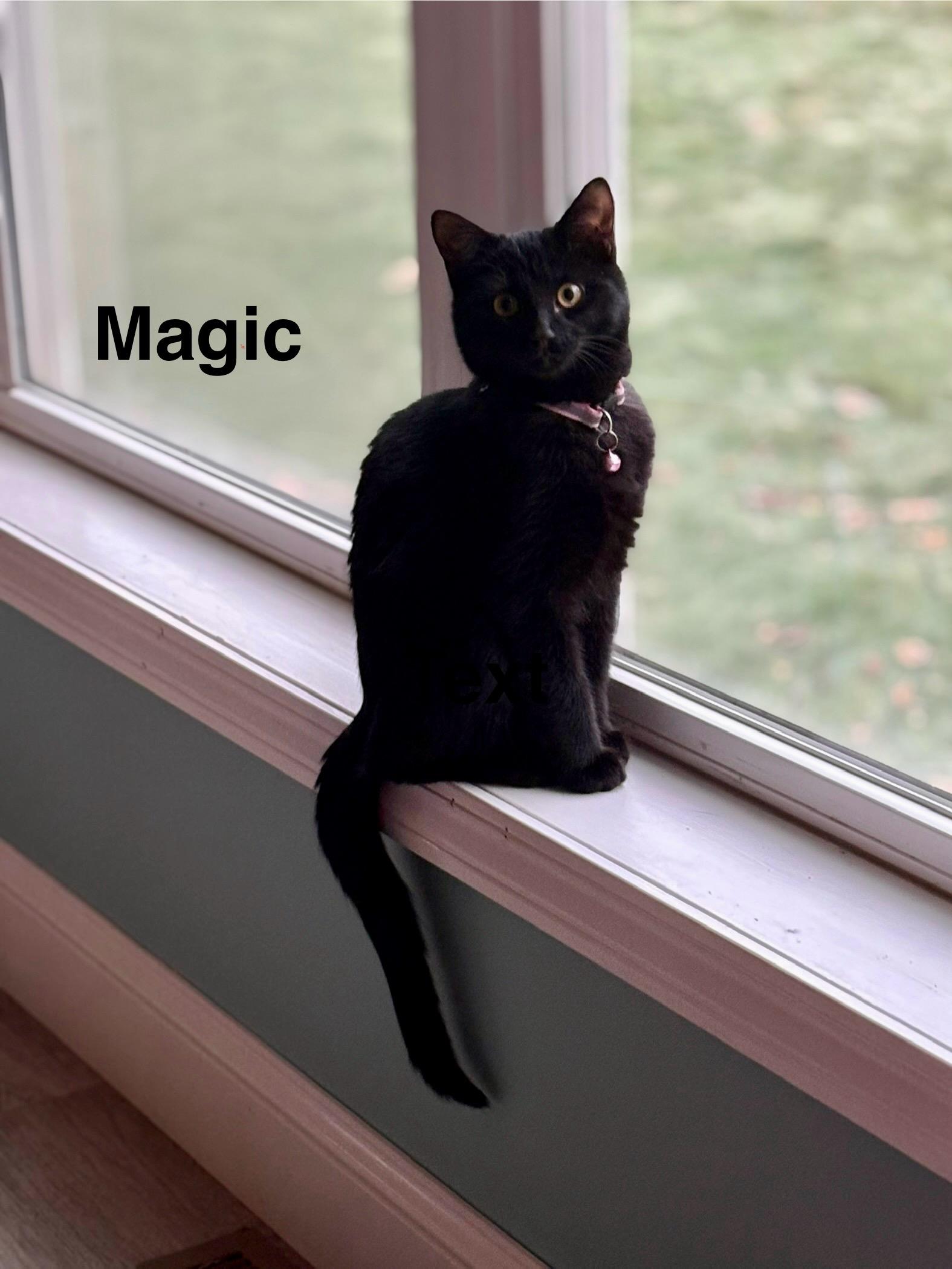 Magic, an adopted mixed breed in Mayfield, NY image 1/3