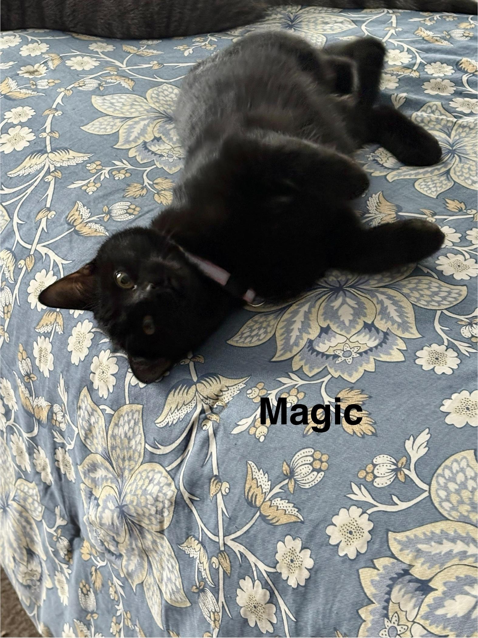 Magic, an adopted mixed breed in Mayfield, NY image 2/3