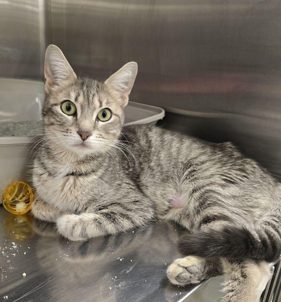 Enlarge Lily, a Adoptable Domestic Short Hair in Pittstown, NJ image 1/2