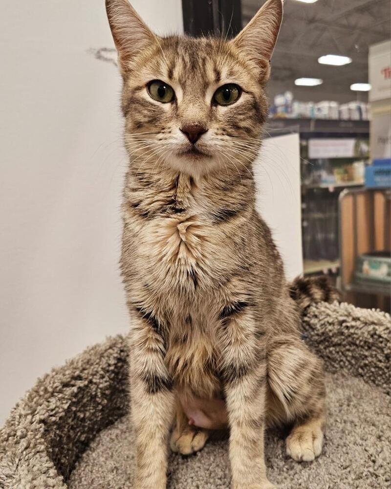 Enlarge Lily, a Adoptable Domestic Short Hair in Pittstown, NJ image 2/2