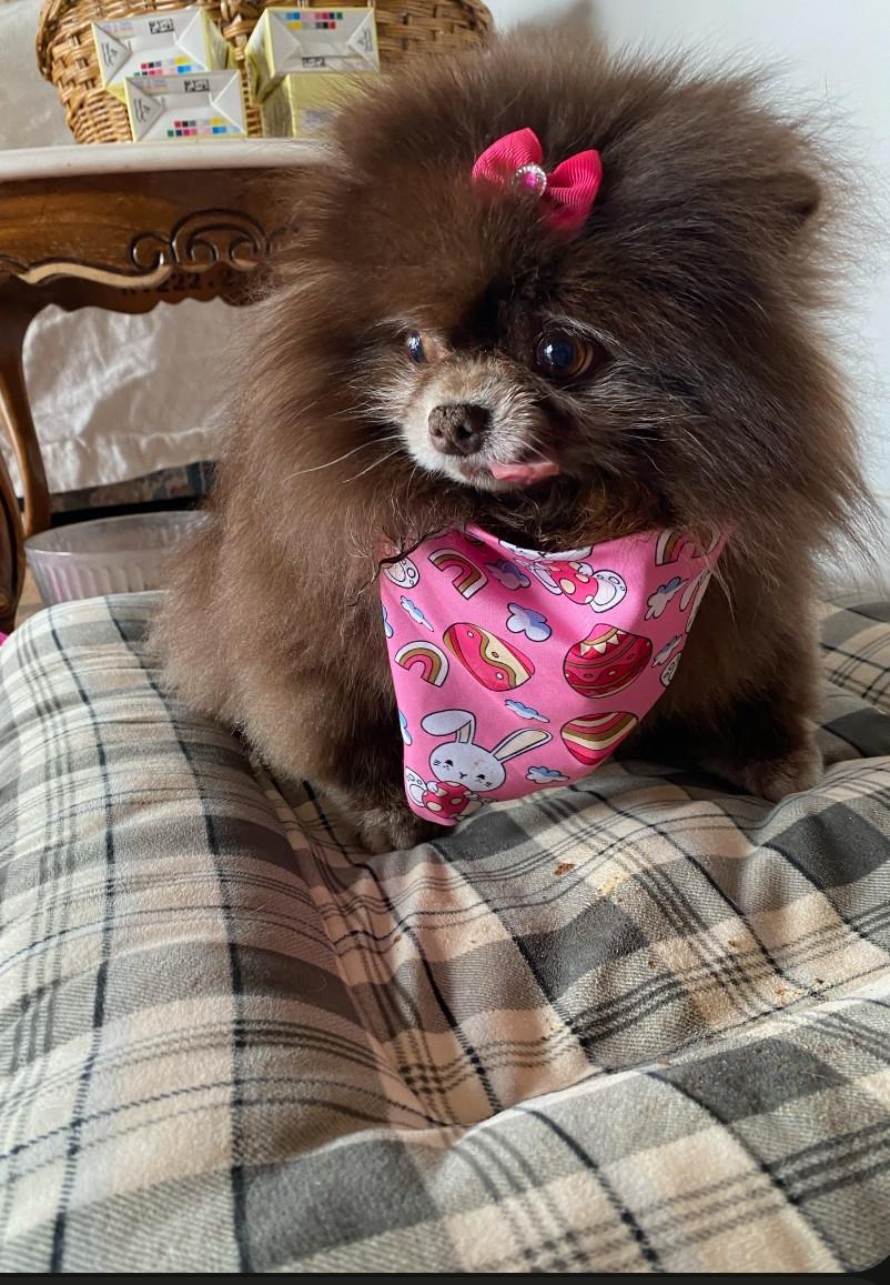 Enlarge Phoebe, a Adoptable Pomeranian in Sioux Falls, SD image 1/3